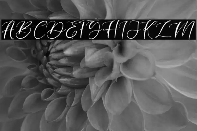 angelina Font examples