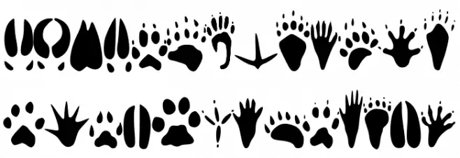 animaltracksPQSEWVRZ Шрифта ВЕРХНИЙ