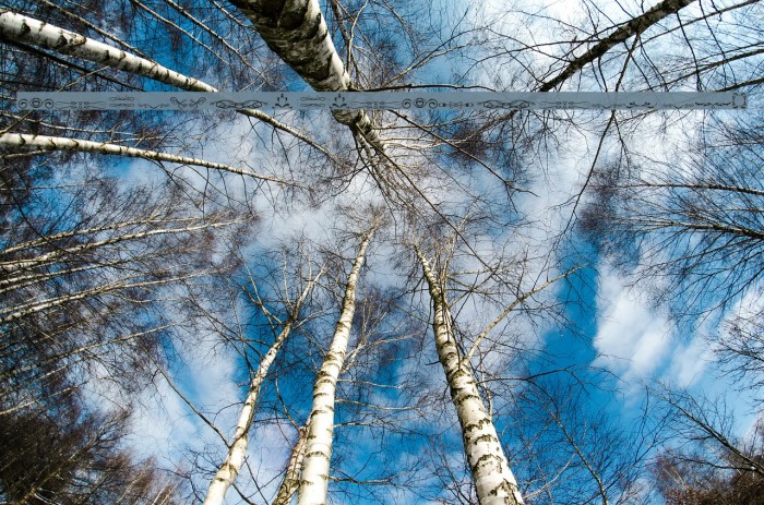 another ornaments tfb Example 3