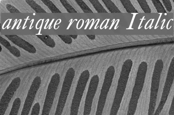 antique roman Italic Font examples