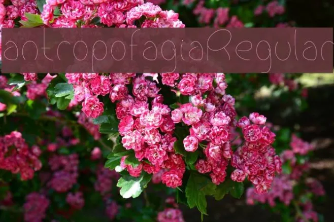 antropofagiaRegular Example 1