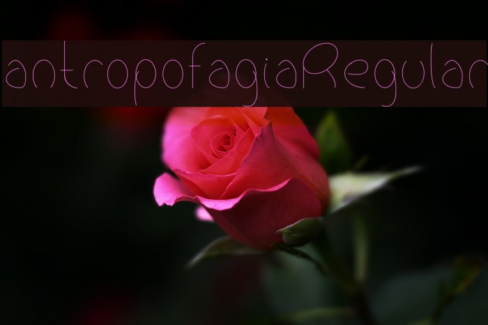 antropofagiaRegular Font examples