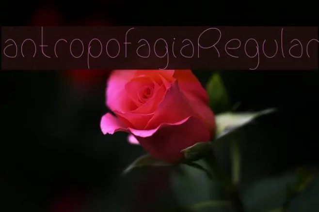 antropofagiaRegular Example 3