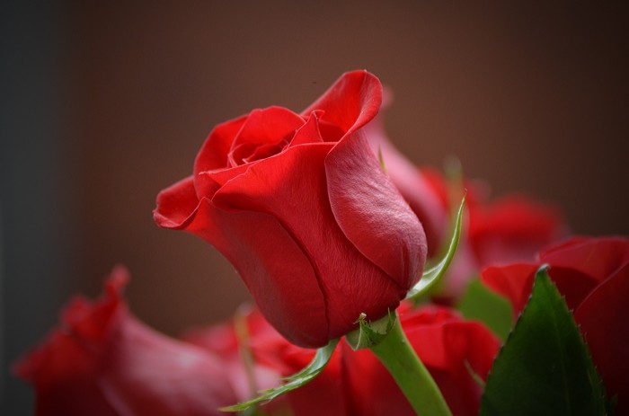 aosvalentine Fuentes examples