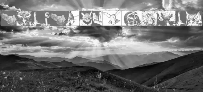 AParliamentofOwls2 Font examples