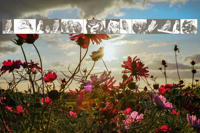 AParliamentofOwls3 Font examples