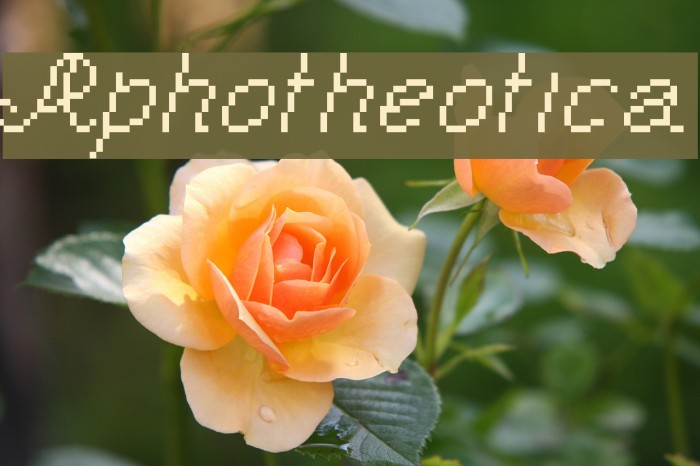 Aphotheotica Example 2