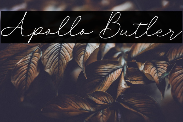 Apollo Butler Example 2