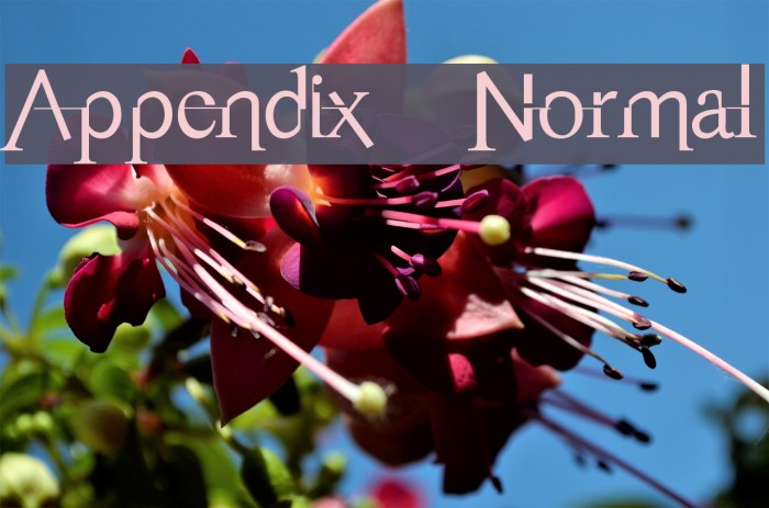 Appendix Normal フォント examples