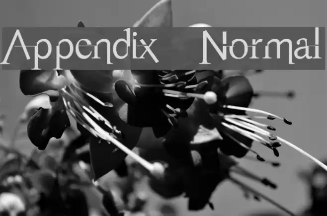 Appendix Normal Font examples