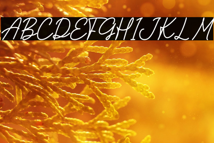 Apple Slices Example 2