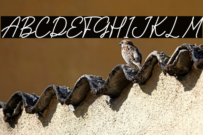 Apple Slices Example 3