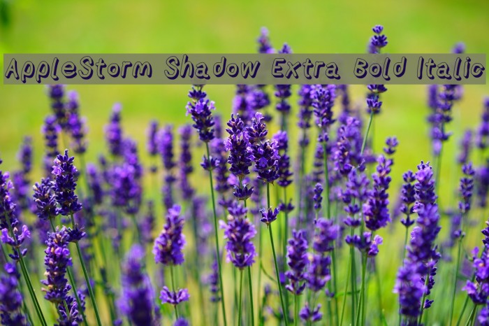 AppleStorm Shadow Extra Bold Italic Font examples