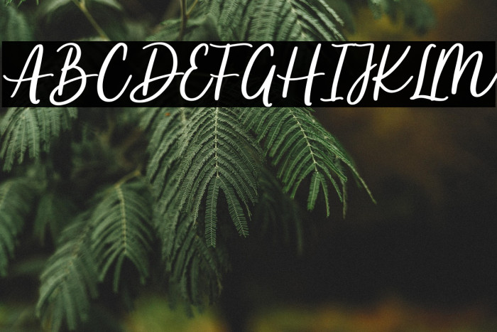 Apricotsy Demo Example 2