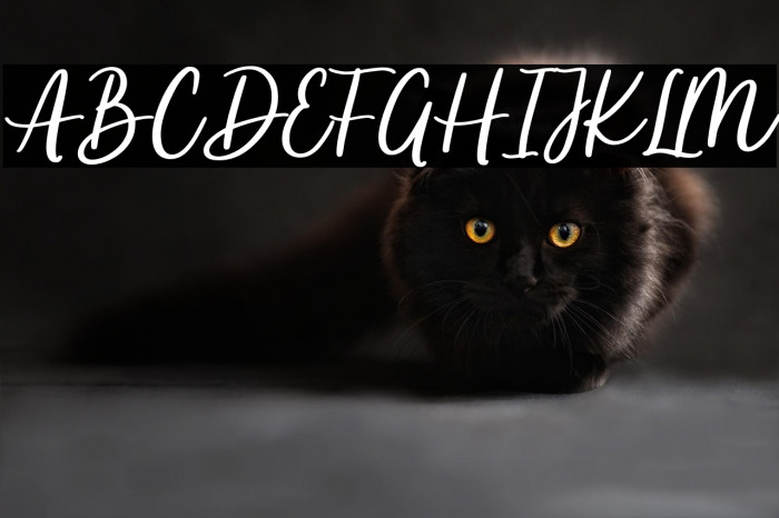 Apricotsy Demo Example 3