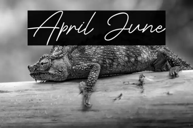 April June Шрифта examples