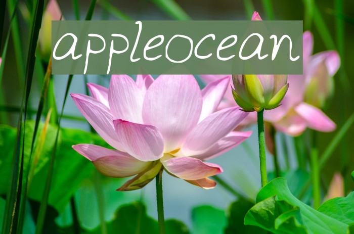appleocean Font examples