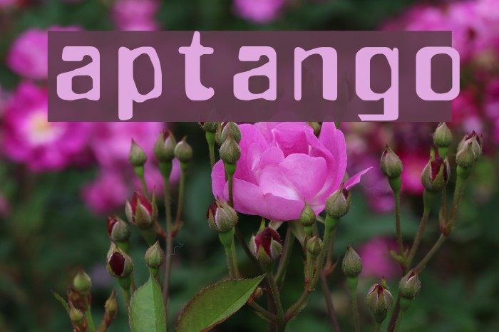 aptango Font examples