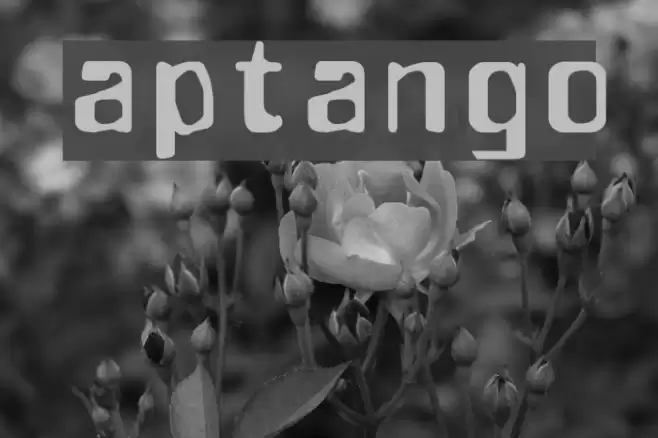 aptango Шрифта examples