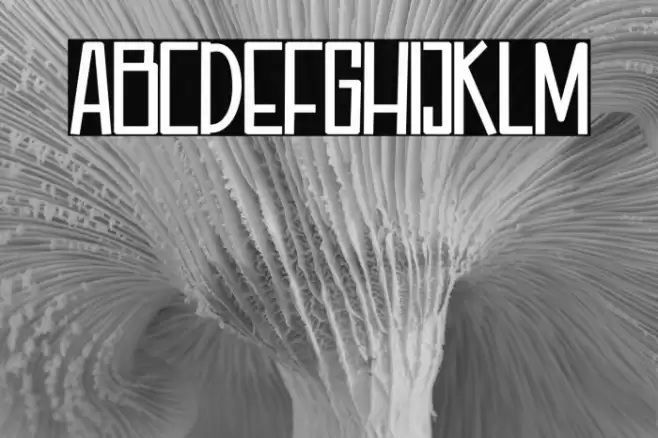 Aquarilla Font examples