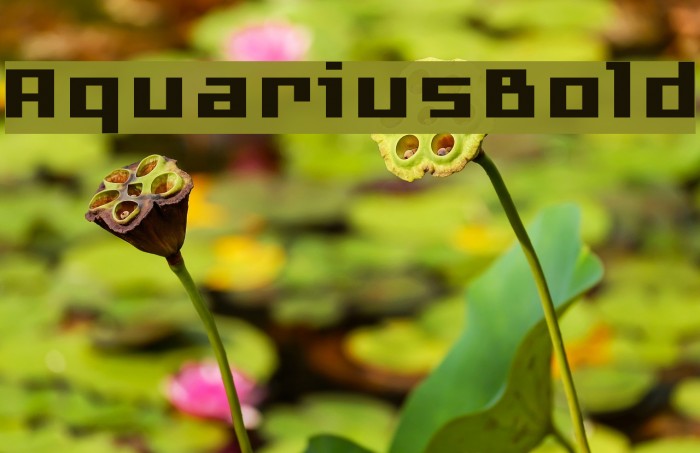 AquariusBold Example 2