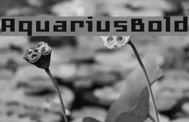 AquariusBold Font examples