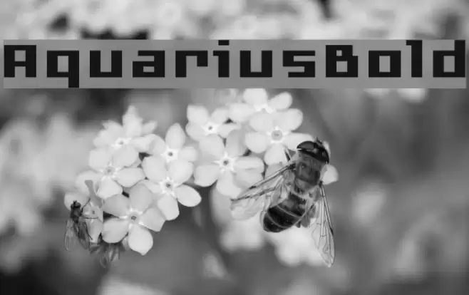 AquariusBold Font examples