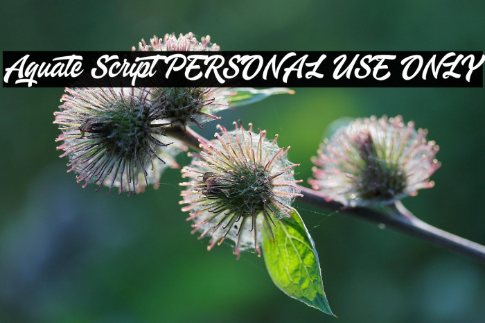 Aquate Script PERSONAL USE ONLY Example 2