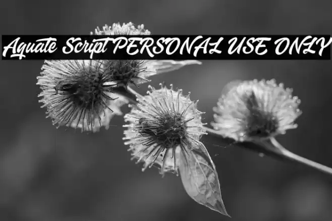 Aquate Script PERSONAL USE ONLY Font examples