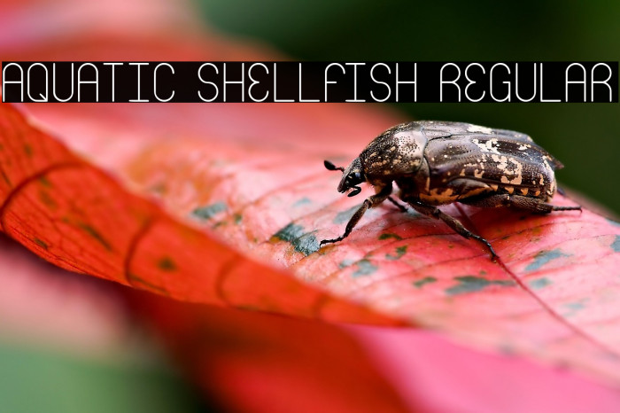 Aquatic Shellfish Regular Example 2