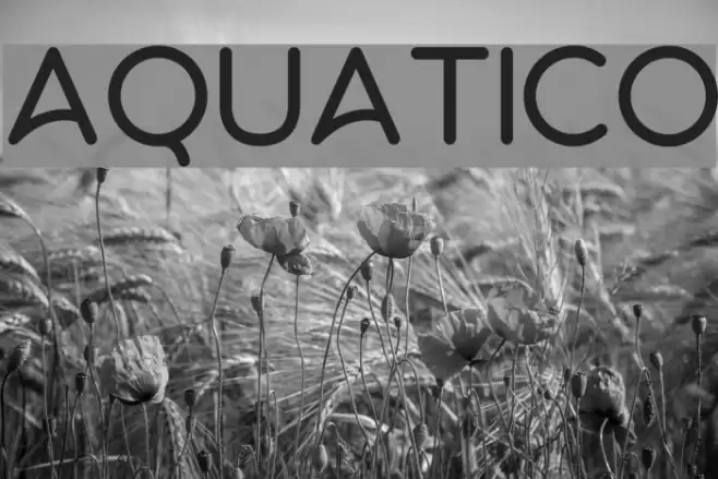 Aquatico examples