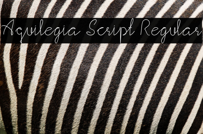 Aquilegia Script Regular Example 3
