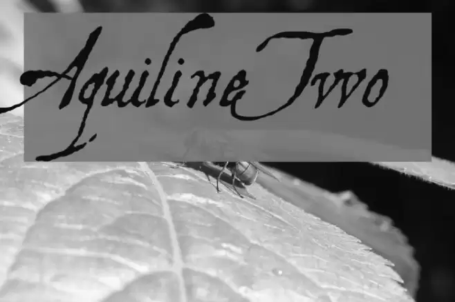 AquilineTwo Schriftart examples