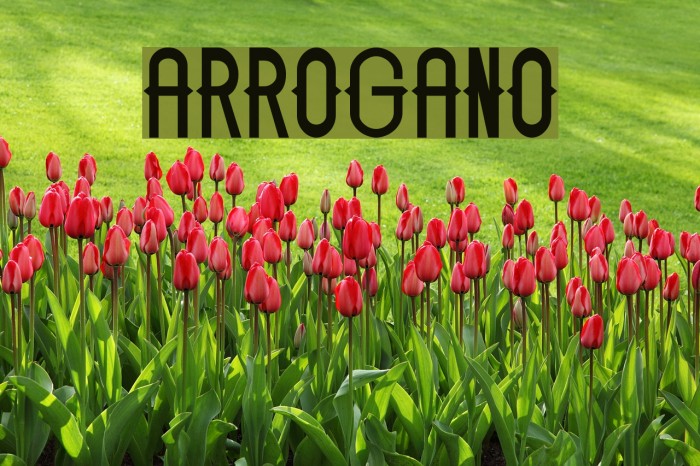 ARROGANO Font examples