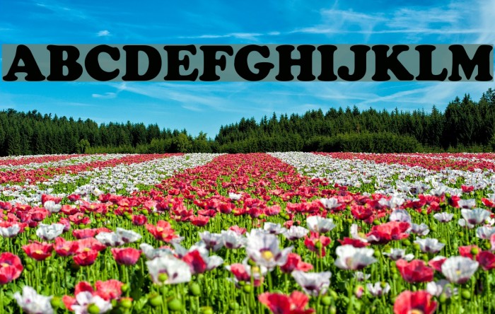 ArTarumianErevan Font examples