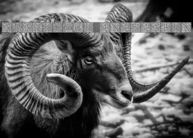 Arabesque Initialen Шрифта examples