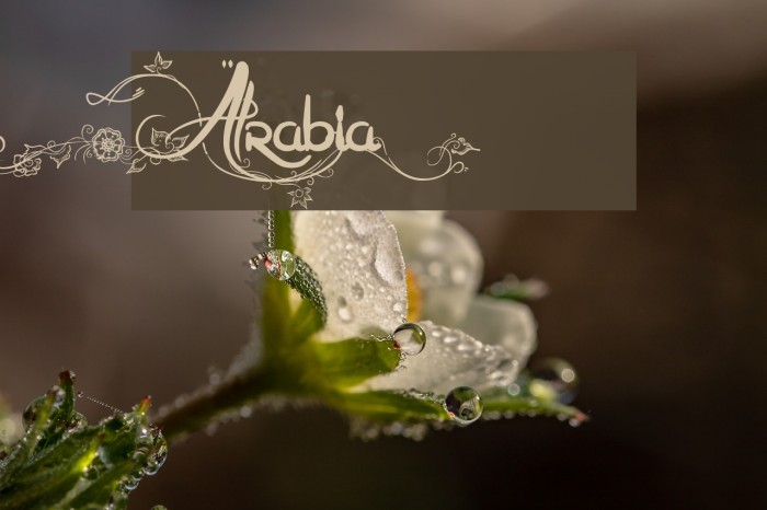 Arabia Font examples