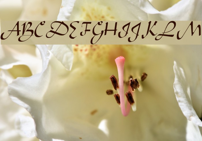 Arabian Regular Font examples