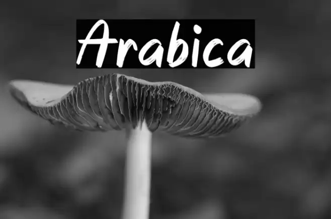 Arabica Font examples