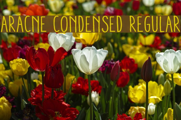 Aracne Condensed Regular Font examples