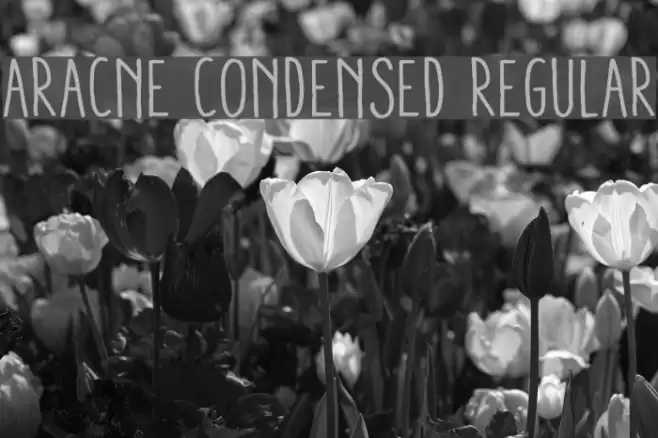 Aracne Condensed Regular Font examples