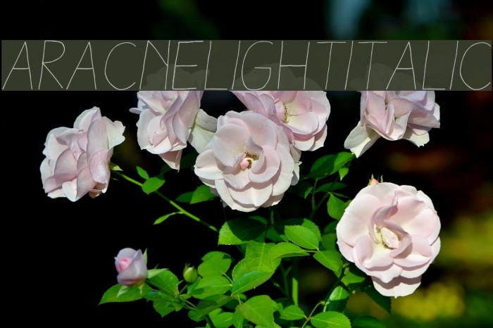 AracneLightItalic Example 2