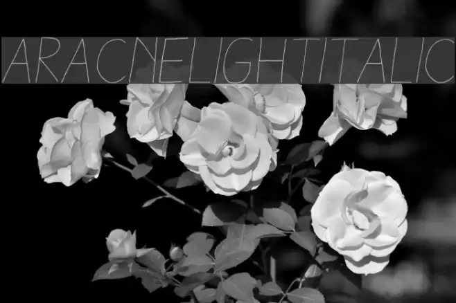 AracneLightItalic Font examples