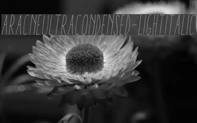 AracneUltraCondensed-LightItalic Font examples