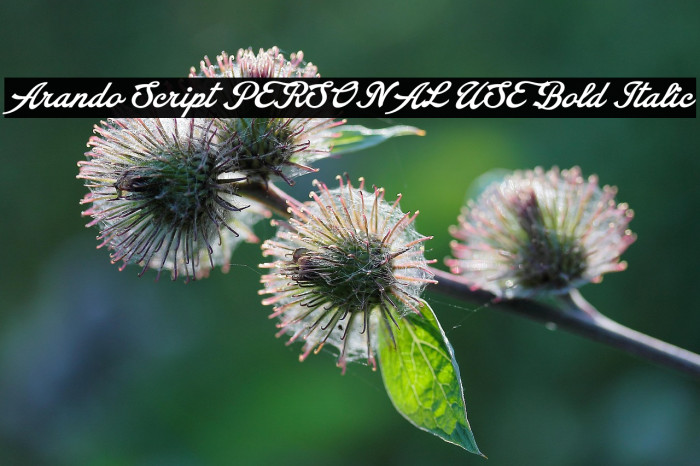Arando Script PERSONAL USE Bold Italic Example 3