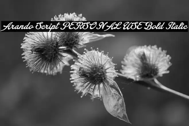 Arando Script PERSONAL USE Bold Italic Font examples
