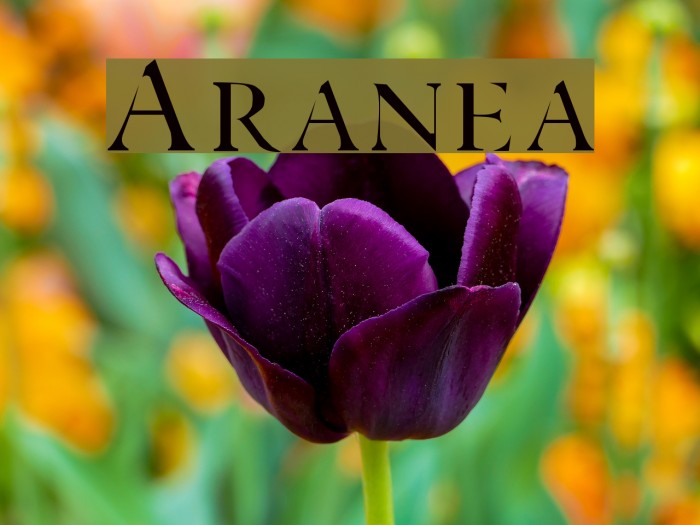Aranea Font examples