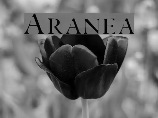 Aranea Example 2
