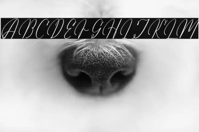 Arathevil Bontegliar DEMO VERSI Caratteri examples