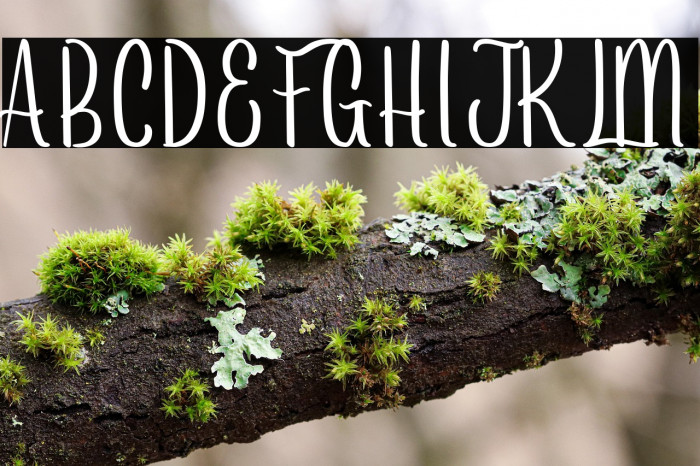 Arayarademo Example 3